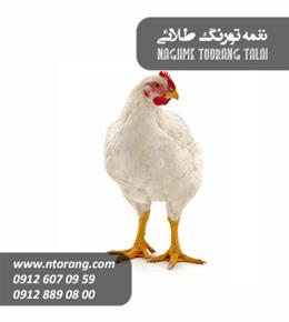 فروش پولت تخمگذار بونز